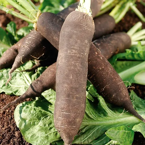 Bakker Potager Radis Noir Gros Long d'Hiver sachet 10g