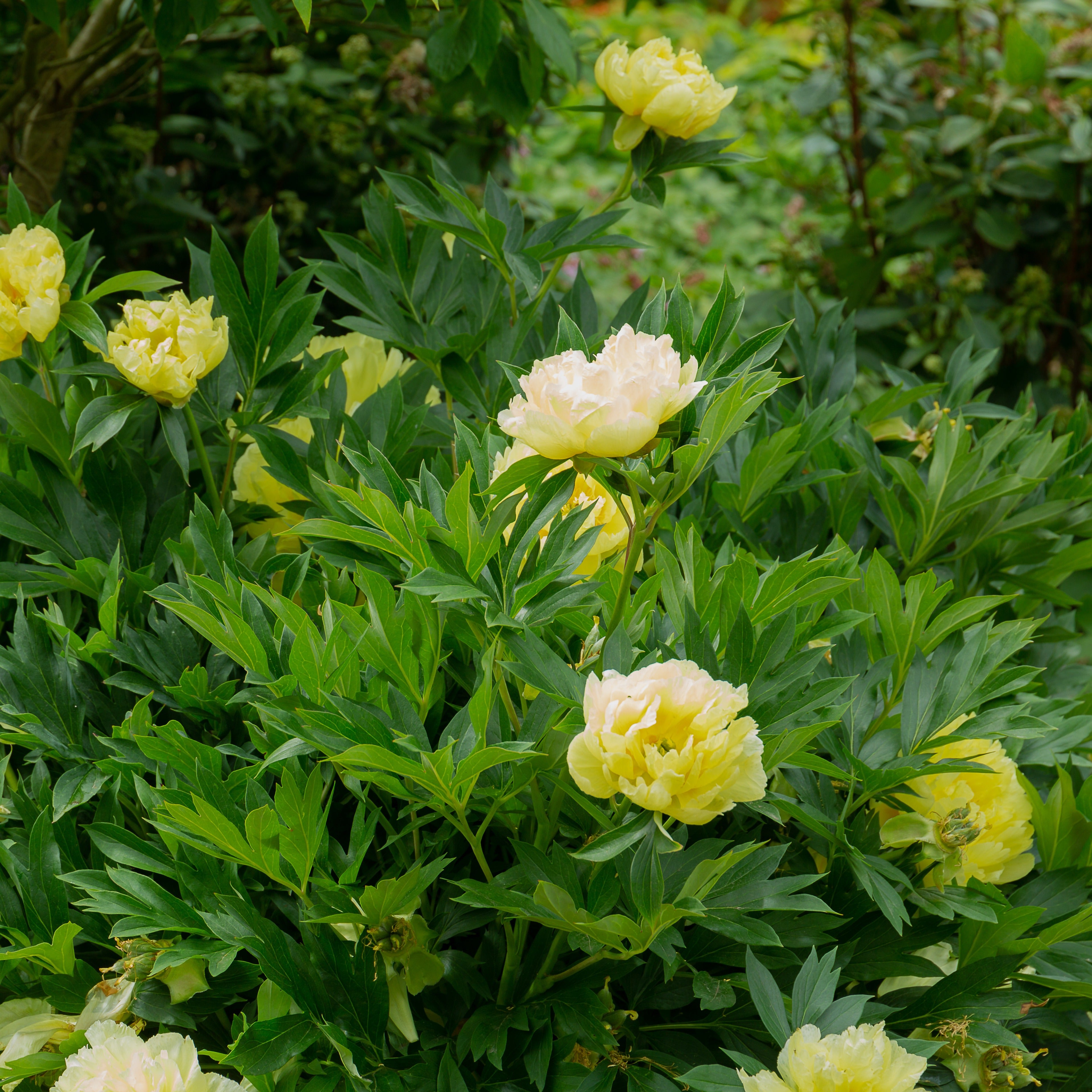 Bakker Pivoine Itoh Bartzella jaune racine nue 2-3 yeux