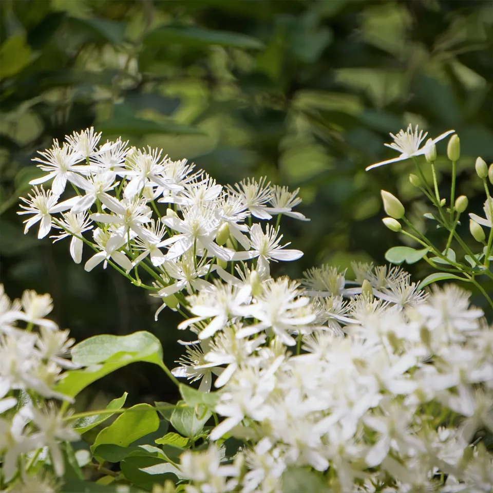 Bakker Clématite terniflora Sweet Autumn grimpante pot 2L blanche