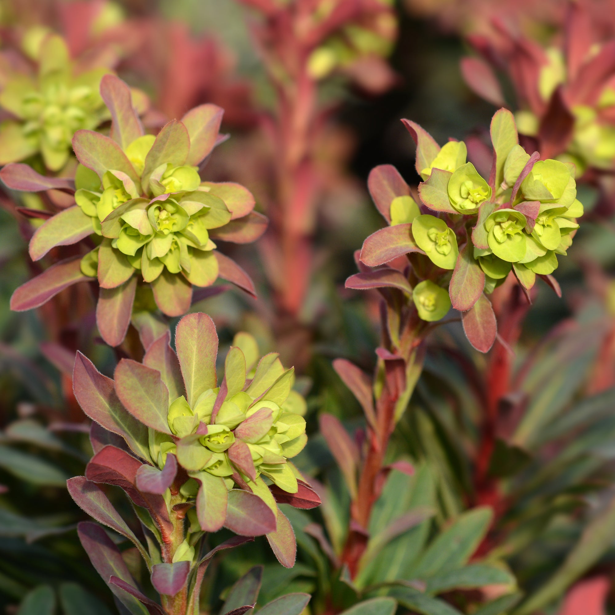 Bakker Euphorbe des bois pourpre vivace pot 8cm persistante