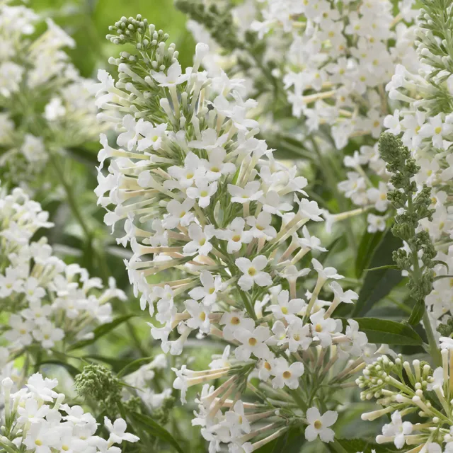 Bakker Buddleia Snow White arbuste nain blanc pot Ø 9cm