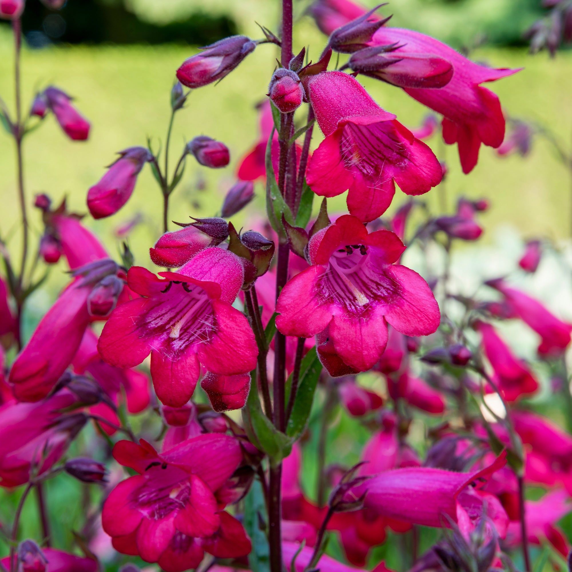 Bakker Galane Schoenholzeri Penstemon vivace pot 9cm fleurs fuchsia