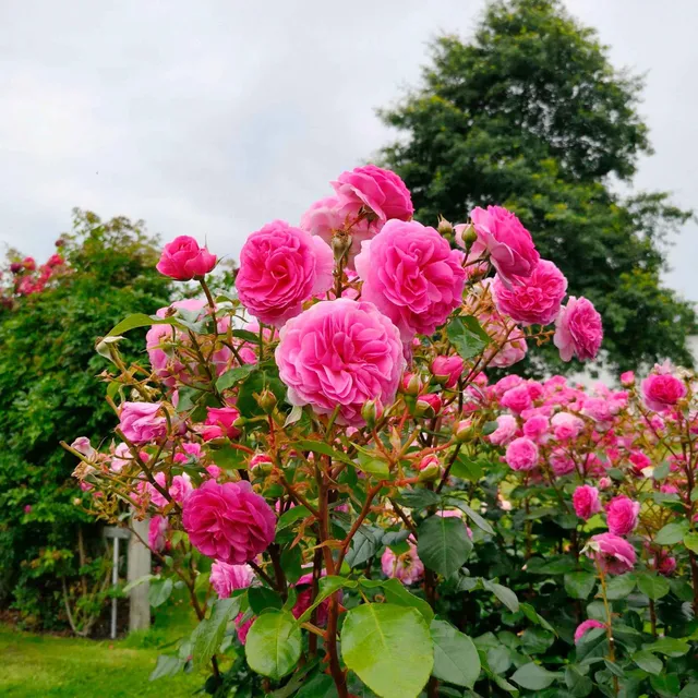 Bakker Rosier Grimpant Ozeana Pot 4L 15-40cm Rose Parfumé