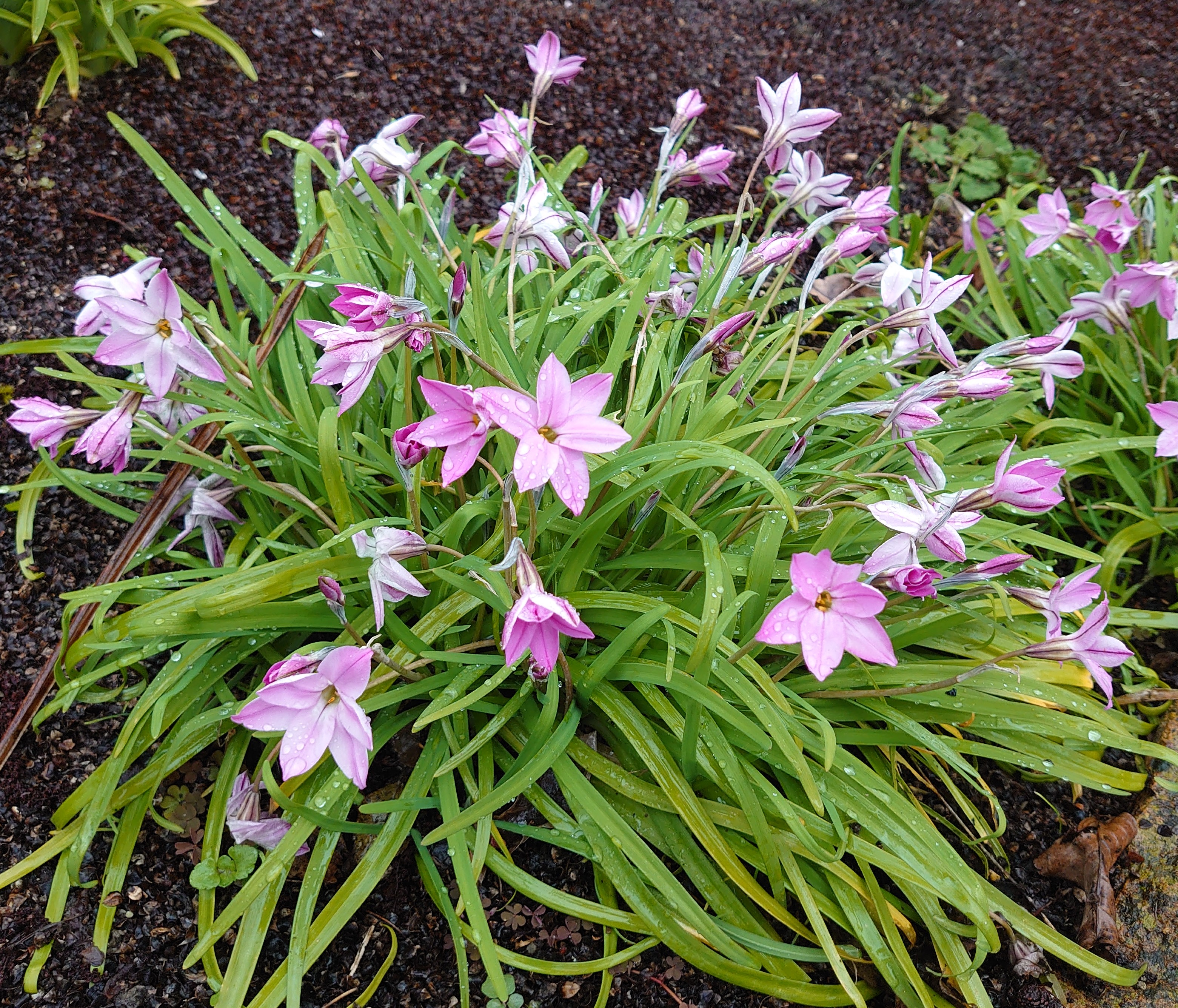 Passion Vivaces IPHEION plante bulbeuse fleurs étoilées parfumées godet