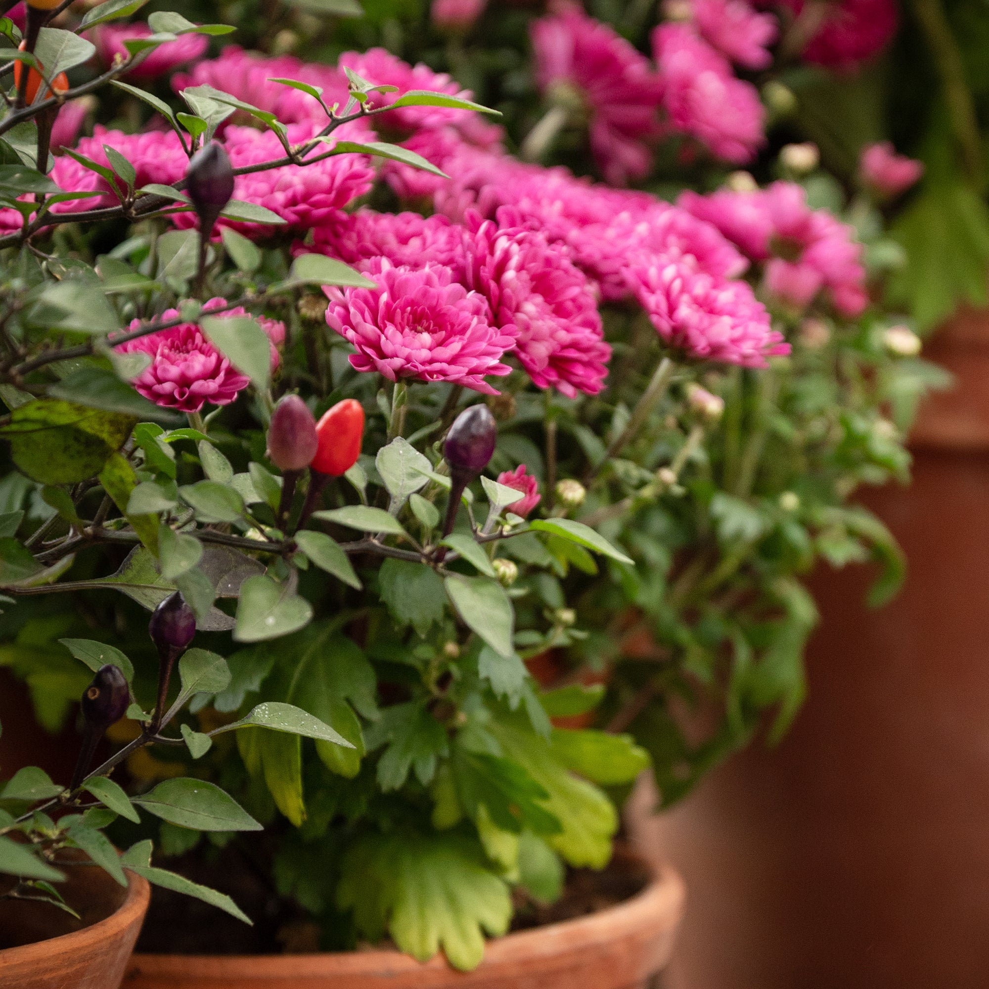Bakker Chrysanthème fuchsia plante terrasse pot Ø 12cm rose
