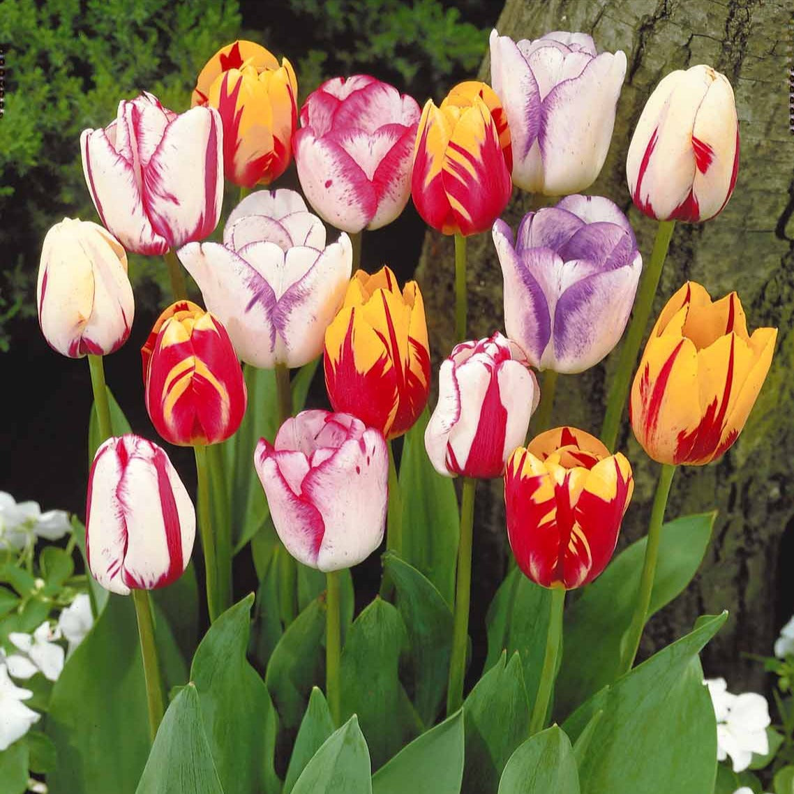 Bakker Tulipes Flammées bulbes sachet 20 mélange bicolore