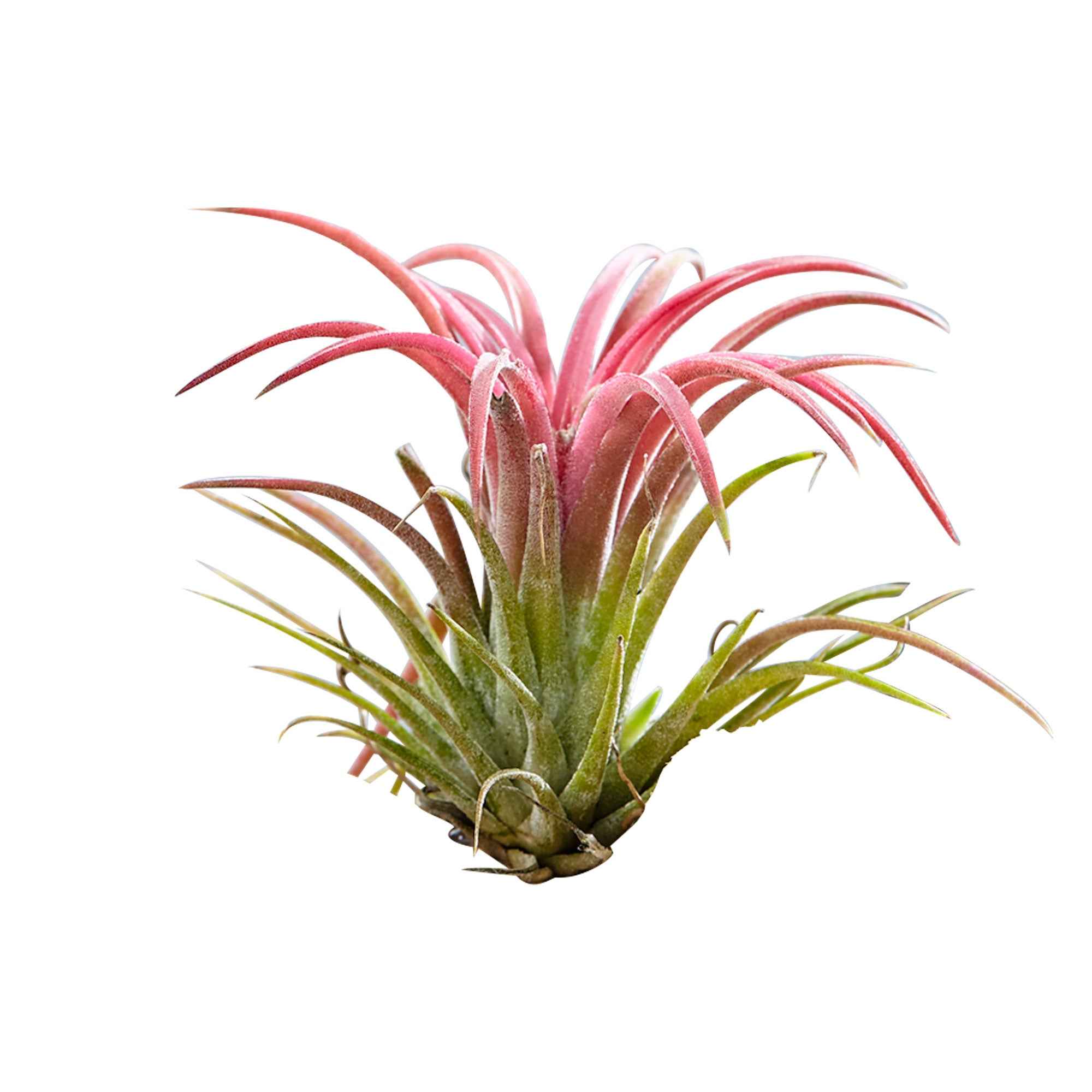 Bakker Tillandsias plante aérienne kit sur bois vert