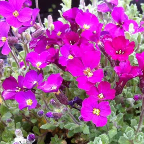 Bakker Aubriète Cascade Red vivace tapissante pot Ø 9cm fuchsia