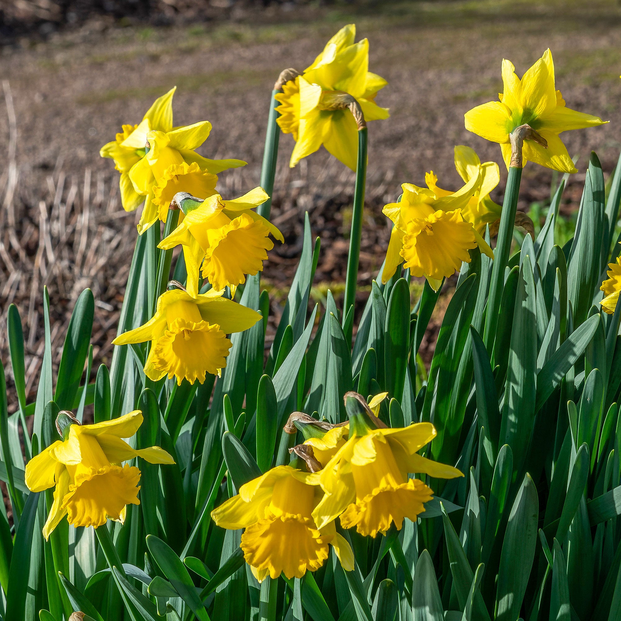 Bakker Narcisses Rijnveld Early Sensation 10 bulbes jaune