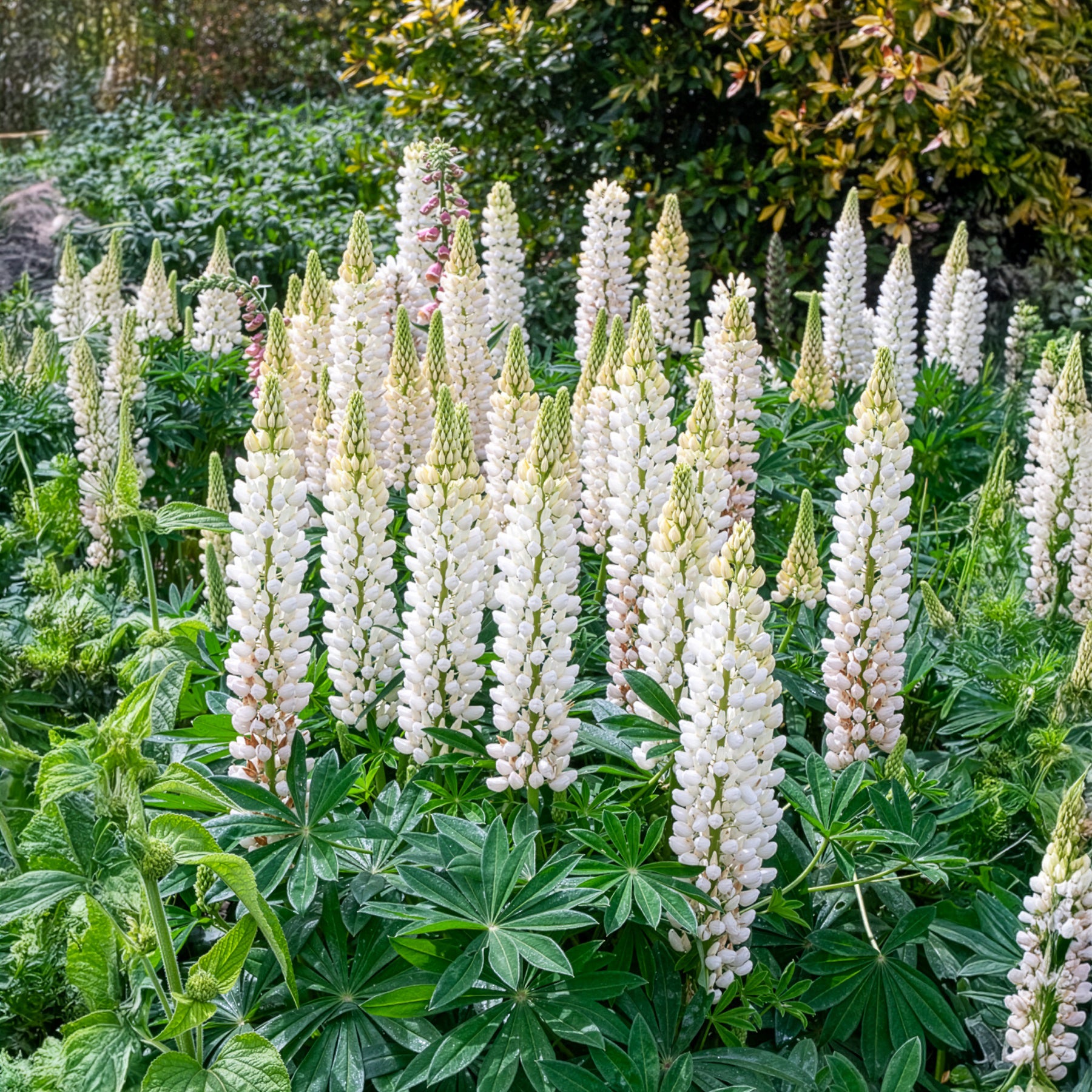 Bakker Lupin Noble Maiden vivace pot Ø 9cm blanc 90 cm