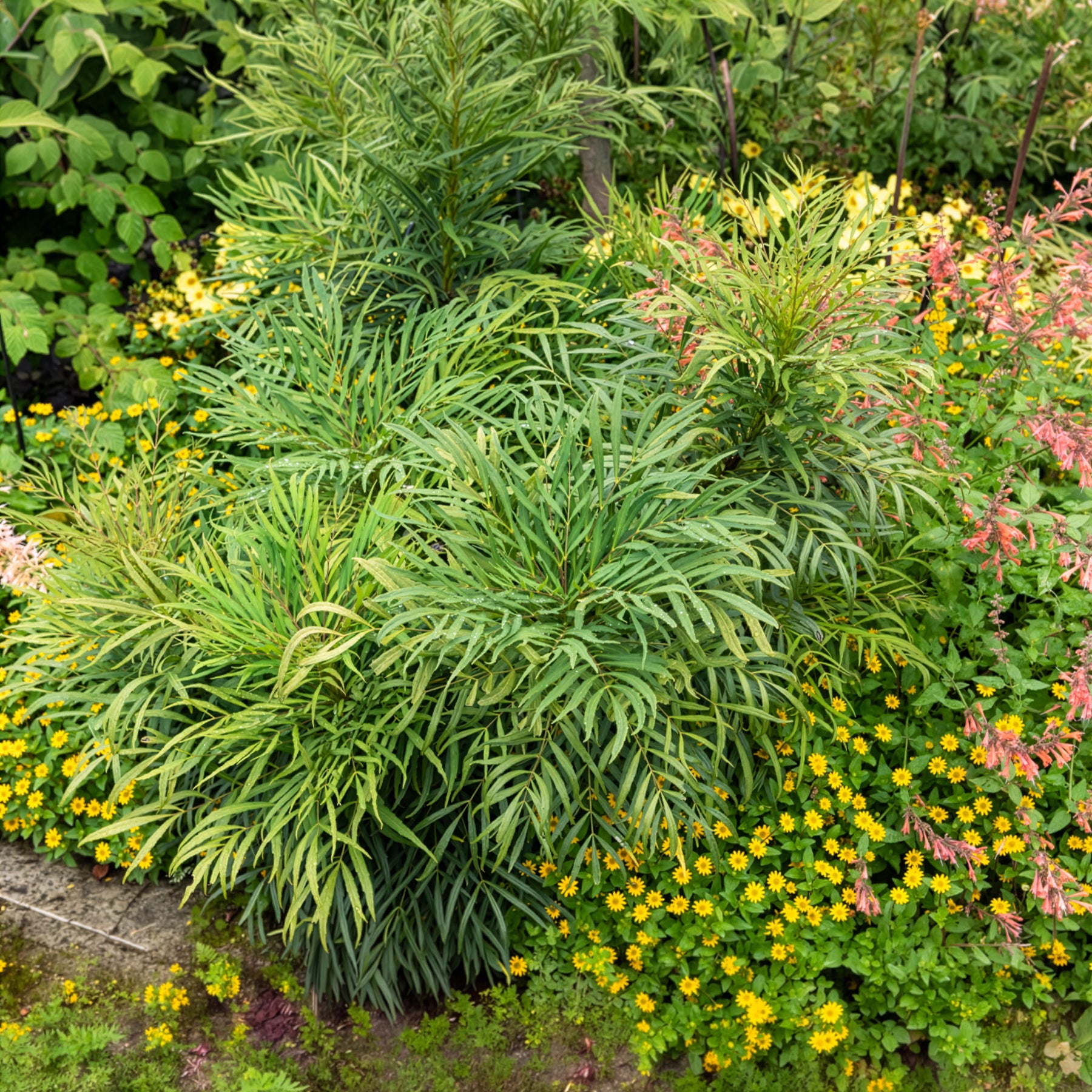 Bakker Mahonia Soft Caress arbuste pot 9cm 15-20cm sans épines