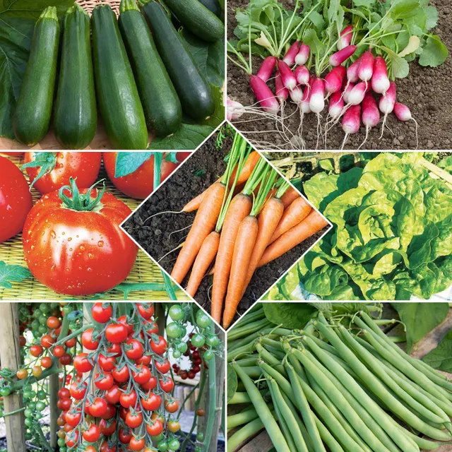 Bakker Collection 7 sachets graines potager tomates radis