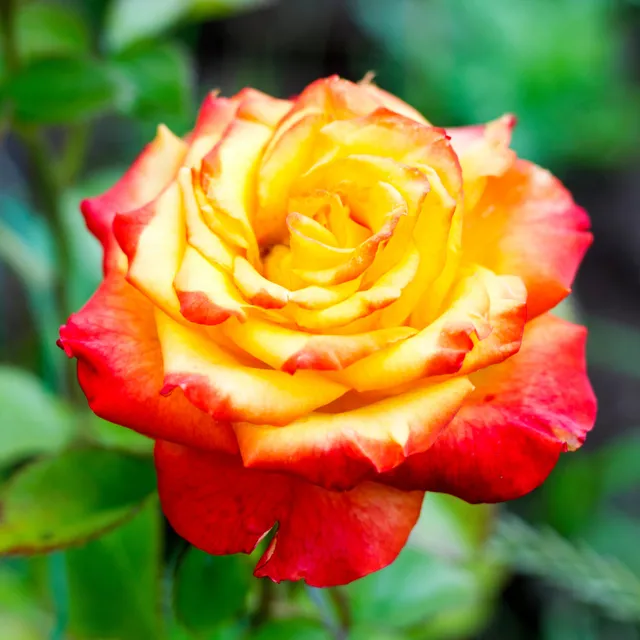 Bakker Rosier buisson bicolore racine nue jaune-rouge parfumé