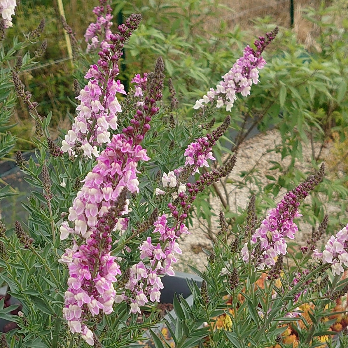 Passion Vivaces Linaria purpurea Dial Park plante vivace rose