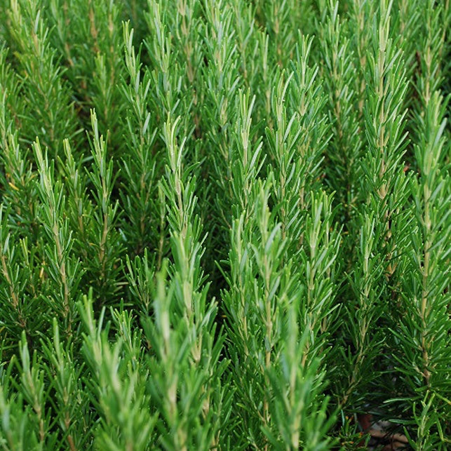 Bakker Romarin officinale aromatique pot 8cm persistant