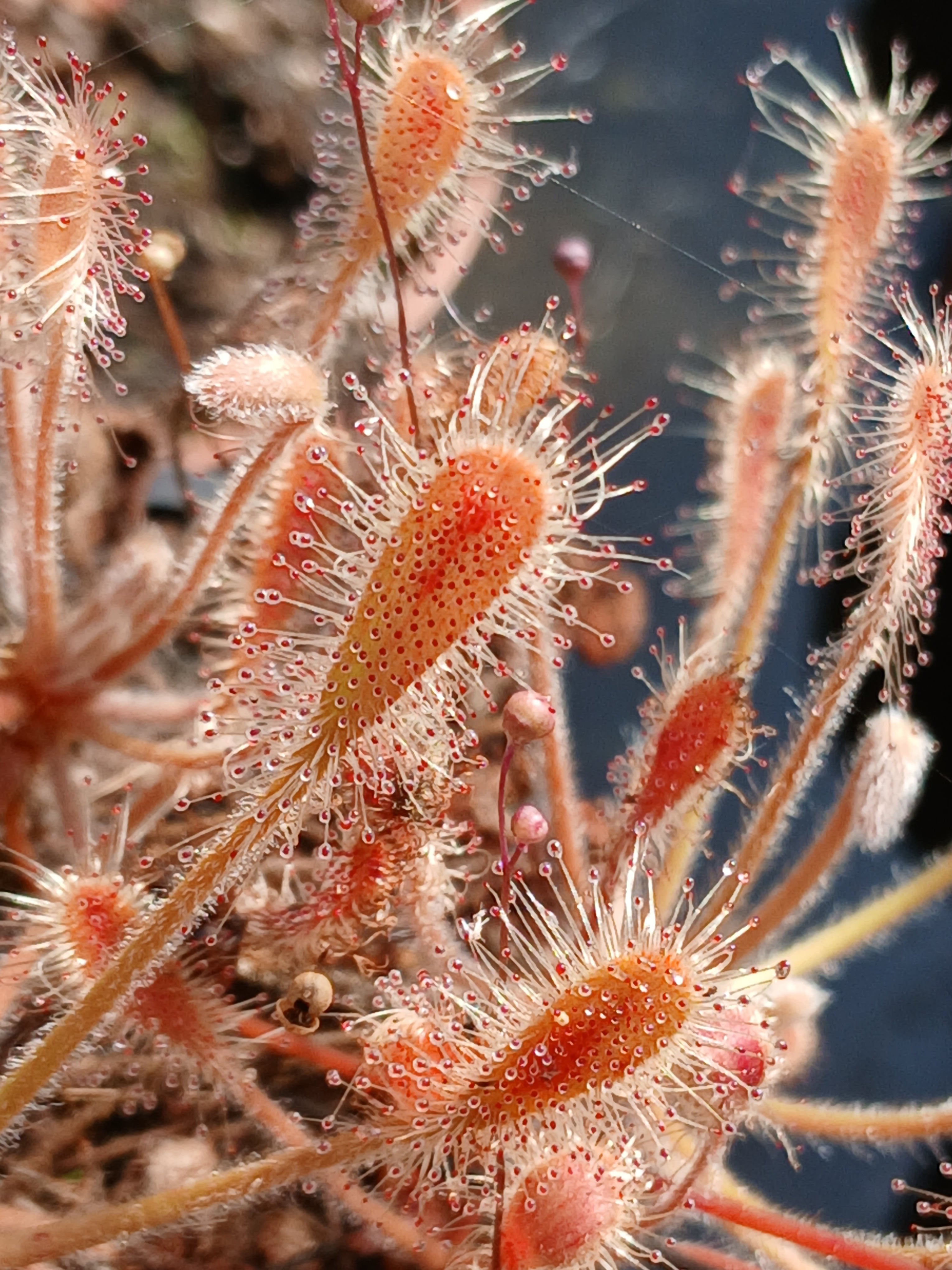 Carniflore Drosera curvipes rossolis orange pot adulte