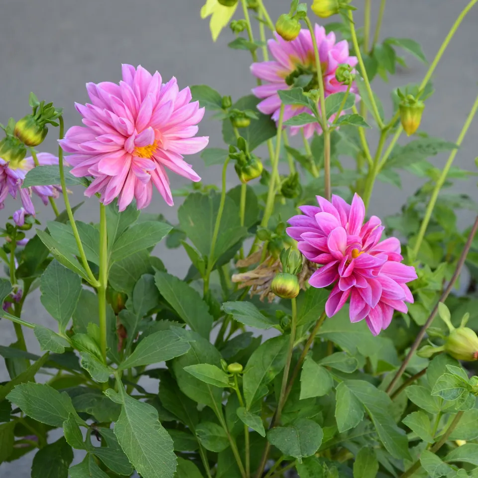 Bakker Dahlia rose fleur pot 10,5cm floraison juillet-octobre