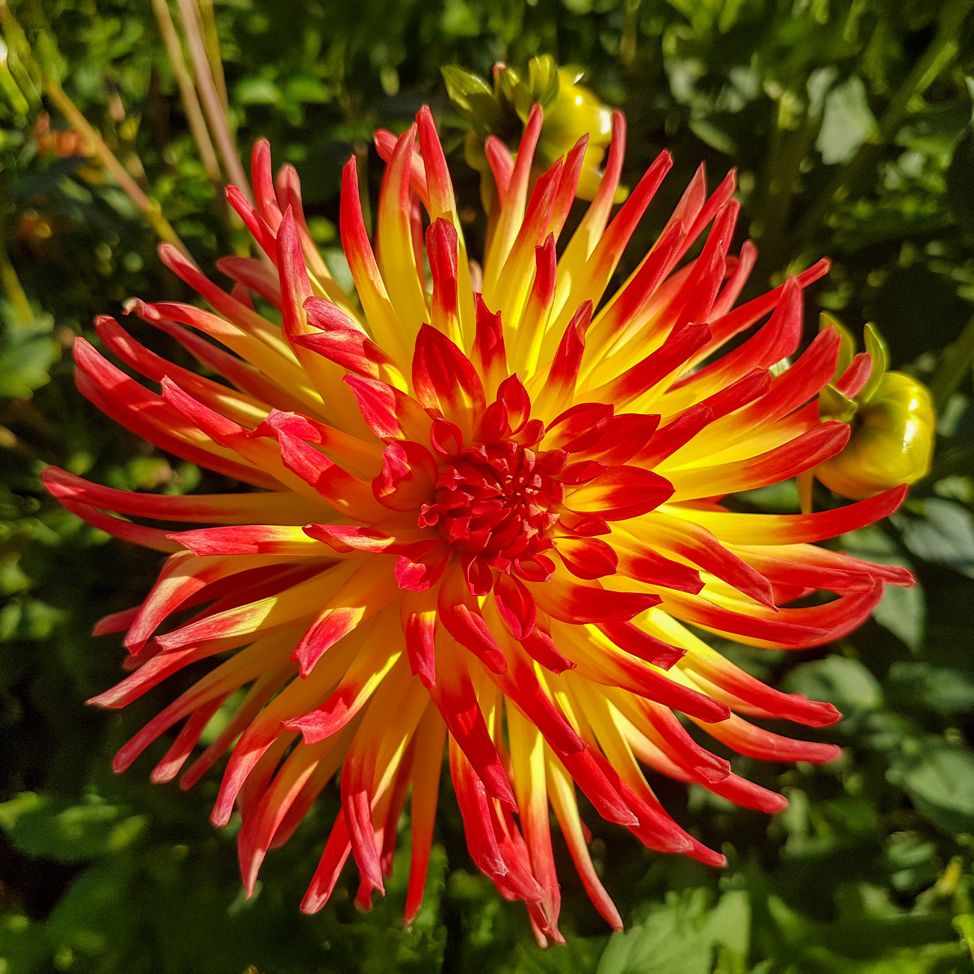 Bakker Dahlia cactus Oiseau de Feu bulbes sachet 3 calibre II