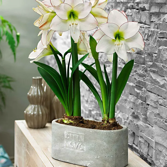 Bakker Picotee amaryllis bulbe sachet 1 bulbe fleur blanche