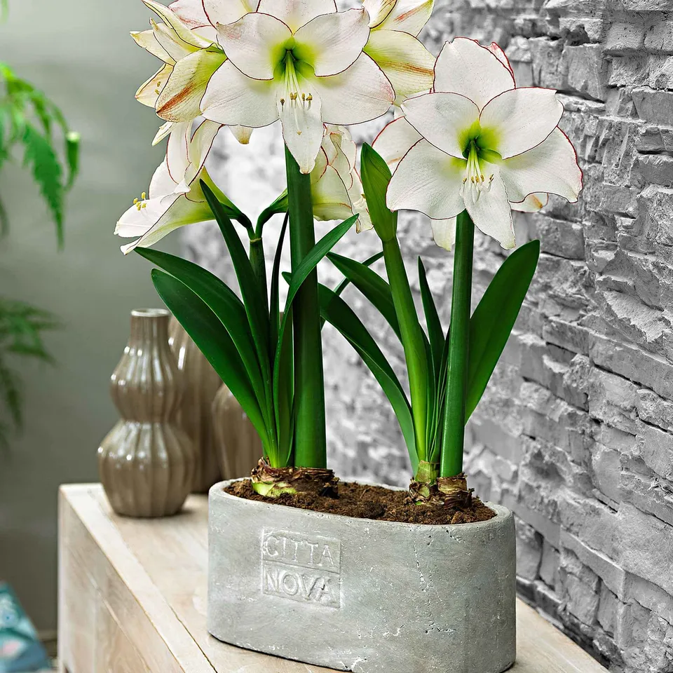 Bakker Picotee amaryllis bulbe sachet 1 bulbe fleur blanche