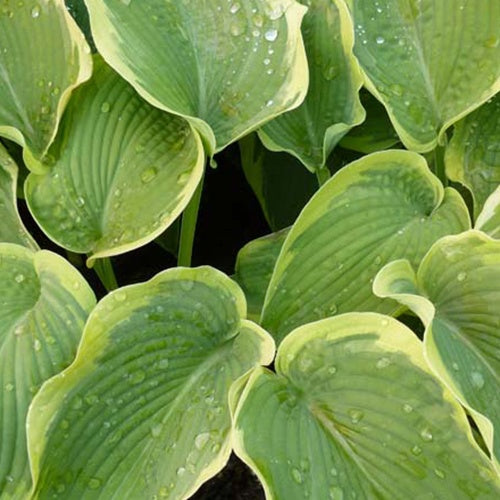 Bakker American Halo hosta plante vivace pot 9cm panaché