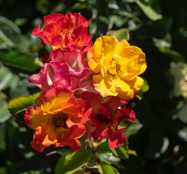 Michel Adam Signature Biodiversité Adabeyclu rosier grimpant fleurs simples