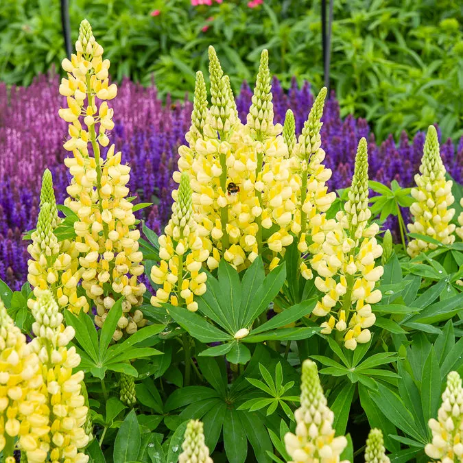 Bakker Lupin Gallery Yellow vivace pot 9cm jaune nain