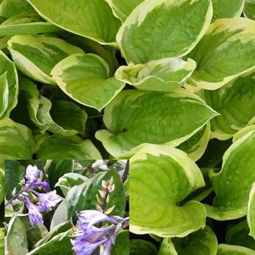 Bakker Hosta Delta Dawn funkia pot 9cm jaune vert
