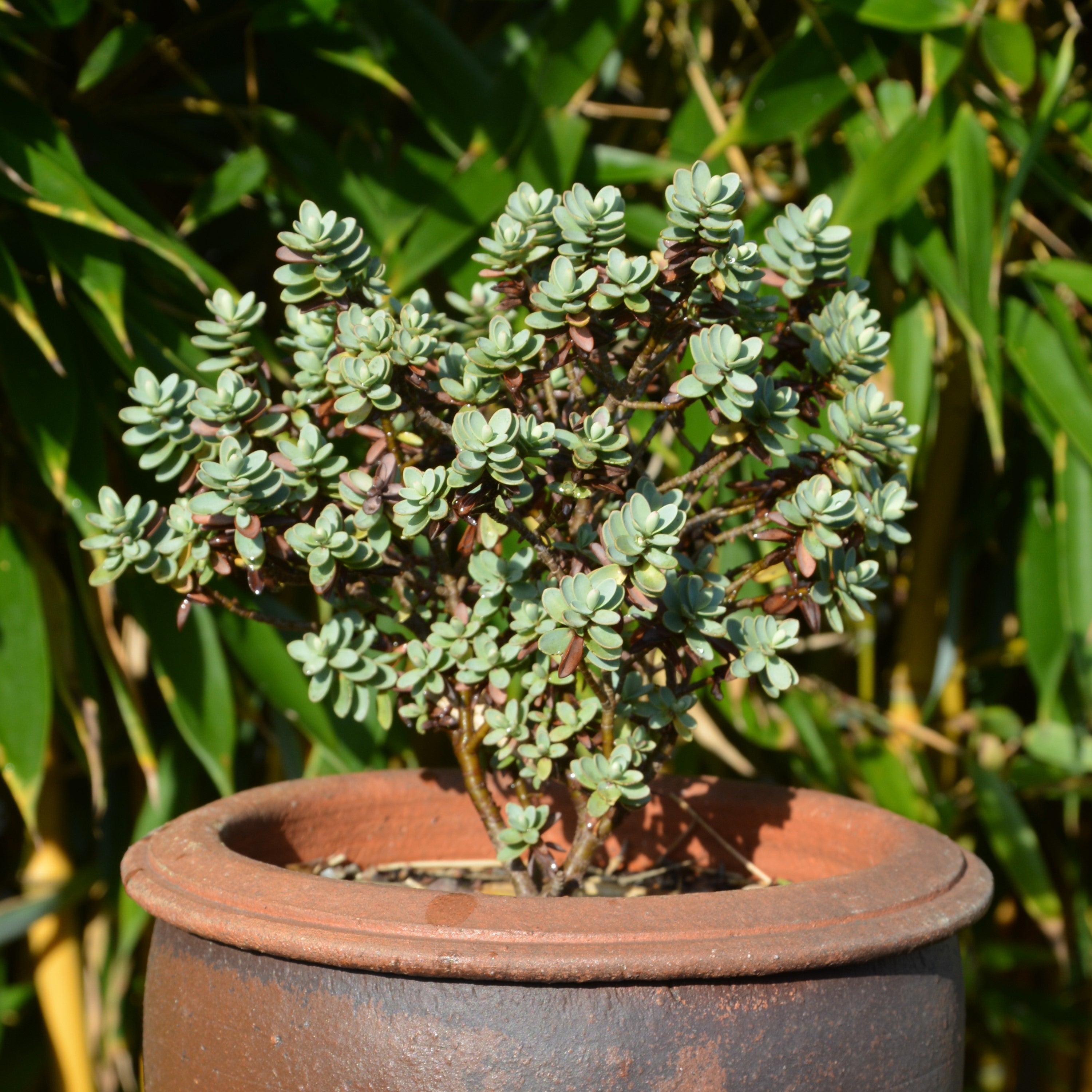Bakker Véronique arbustive Hebe pot 8cm fleurs violettes
