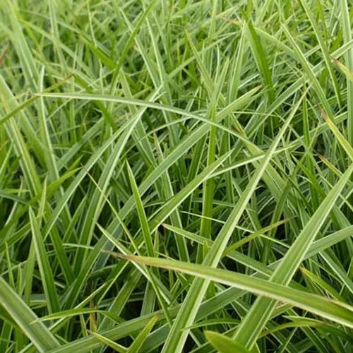 Bakker Laîche Japon Gilt Carex doré pot 9cm