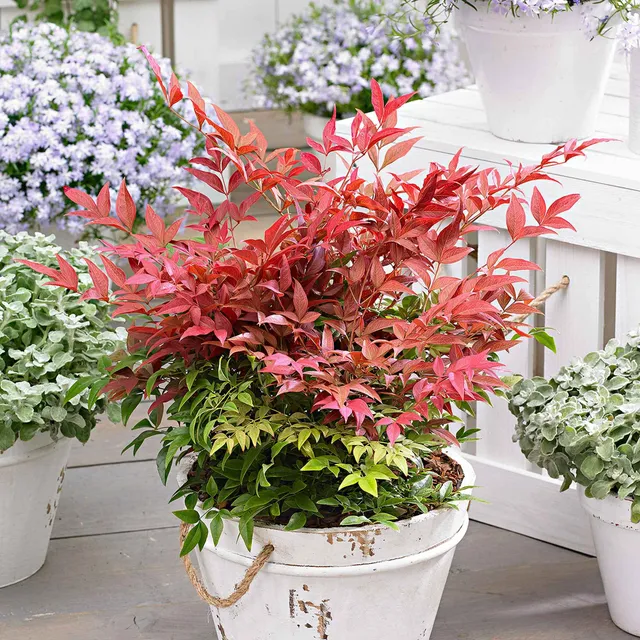 Bakker Bambou sacré Obsessed arbuste pot 9cm rouge