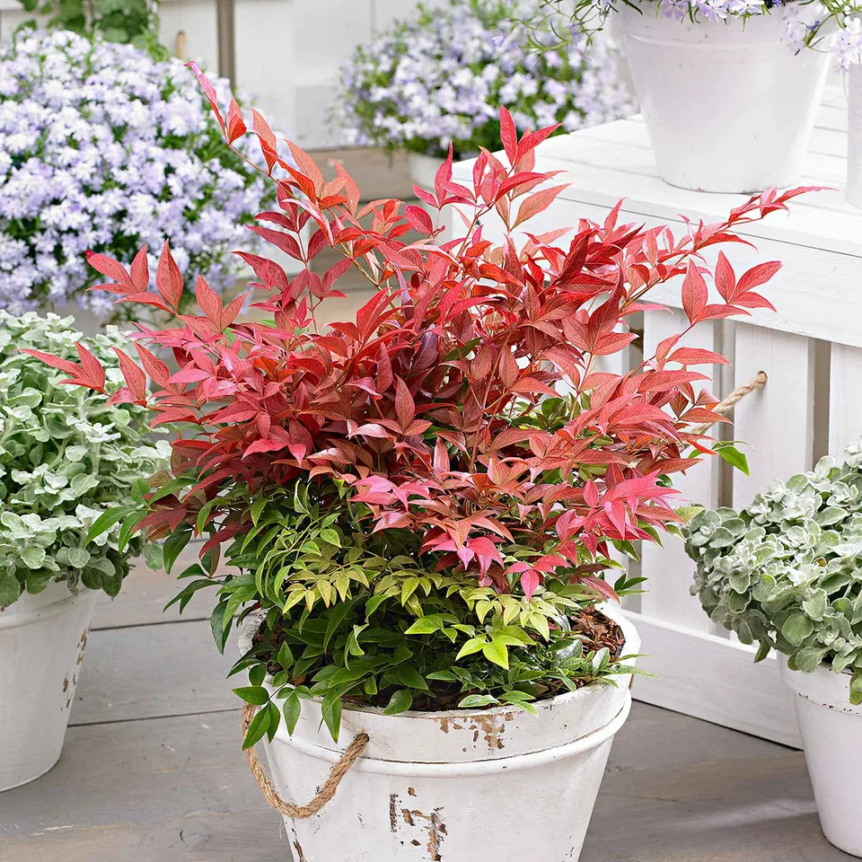 Bakker Bambou sacré Obsessed arbuste pot 9cm rouge