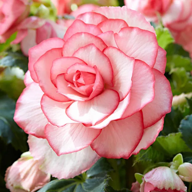 Bakker Bégonia Florence cascade 3 bulbes rose