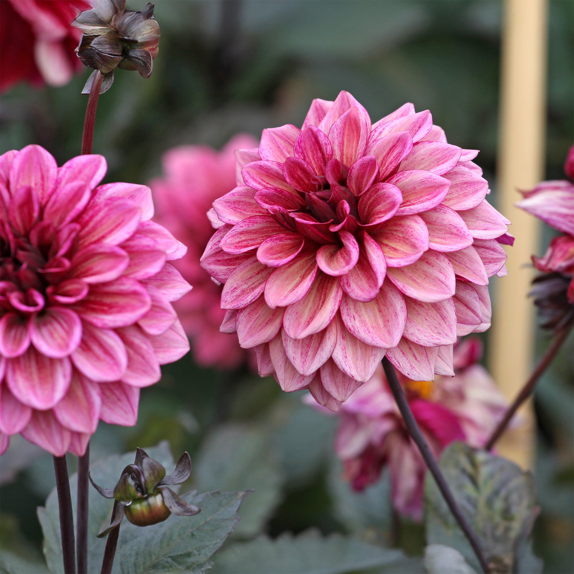 Bakker Bulbes à fleurs Dahlia Night Silence bulbe 1 rose noir