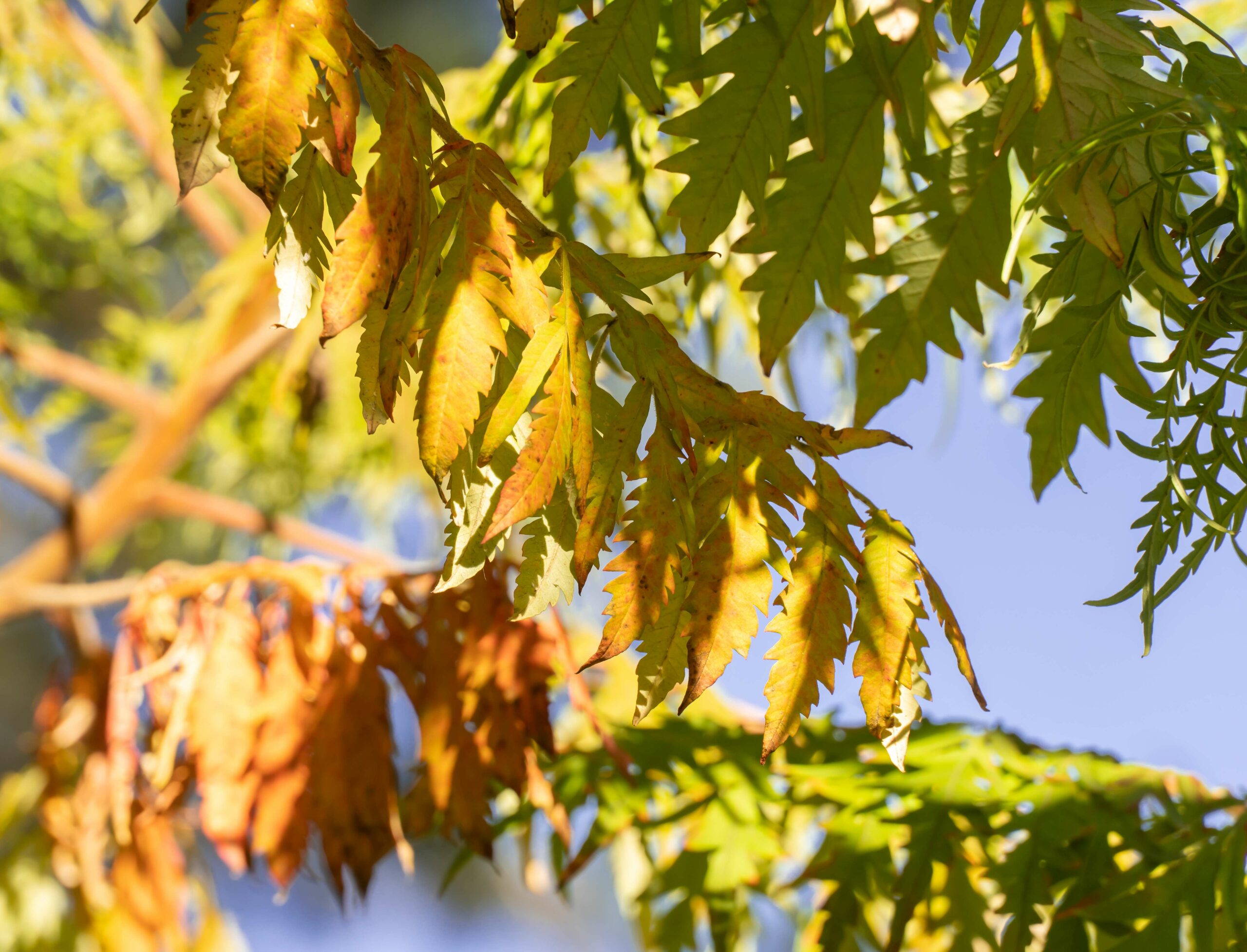 Pépinières Ripoche Rhus Laciniata sumac automne