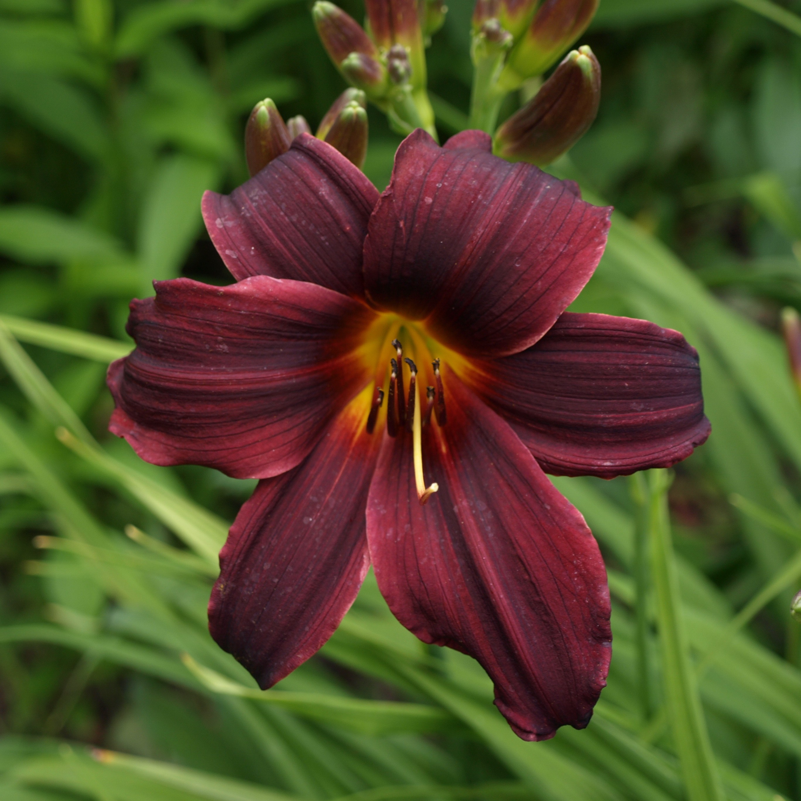 Passion Vivaces Hemerocallis ‘Black Emmanuelle’ hémérocalle 1 L