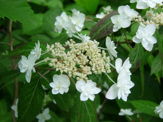 Les Hortensias du Haut Bois Shirotae hortensia serrata