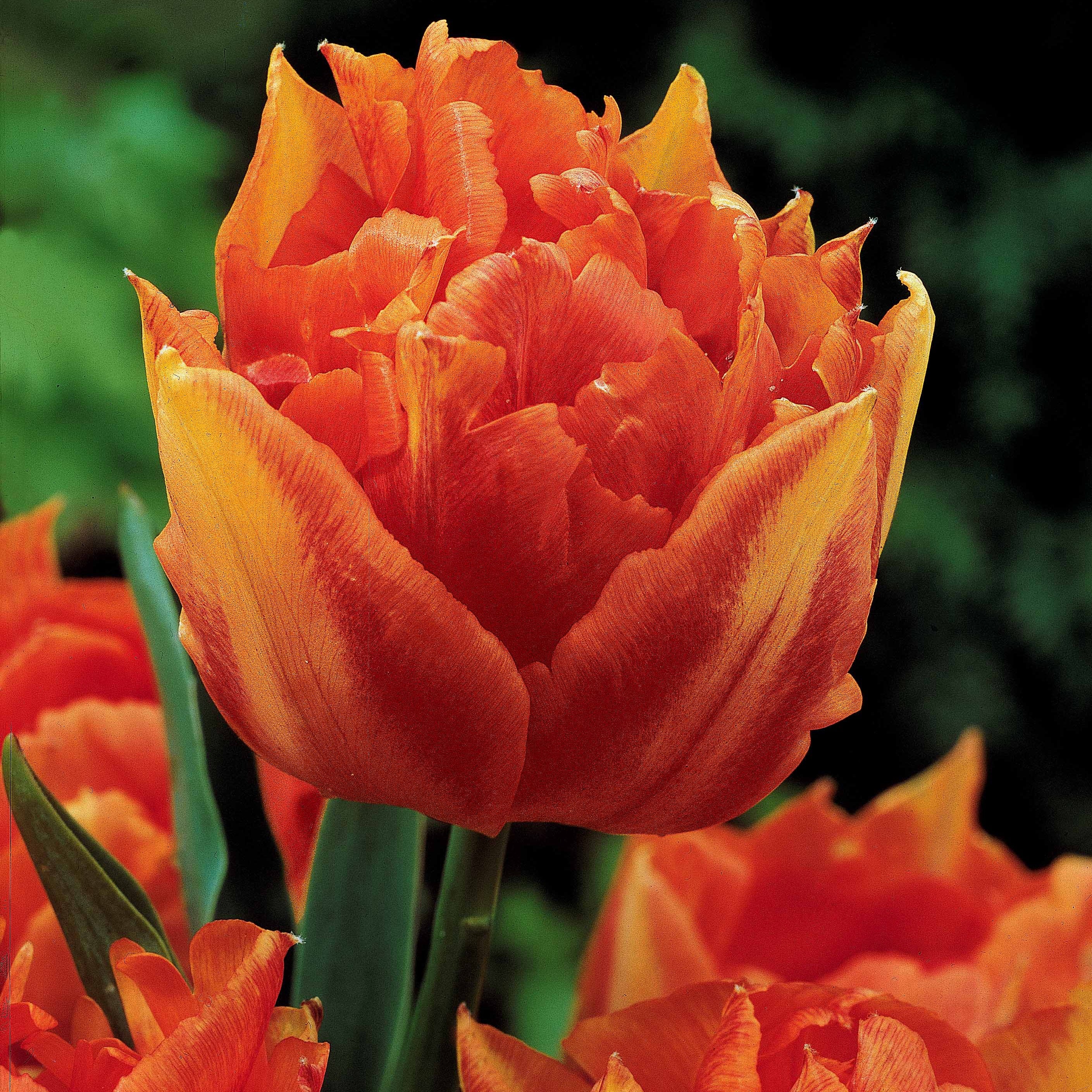Bakker Murillo tulipes doubles sachet de 25 bicolores 30cm