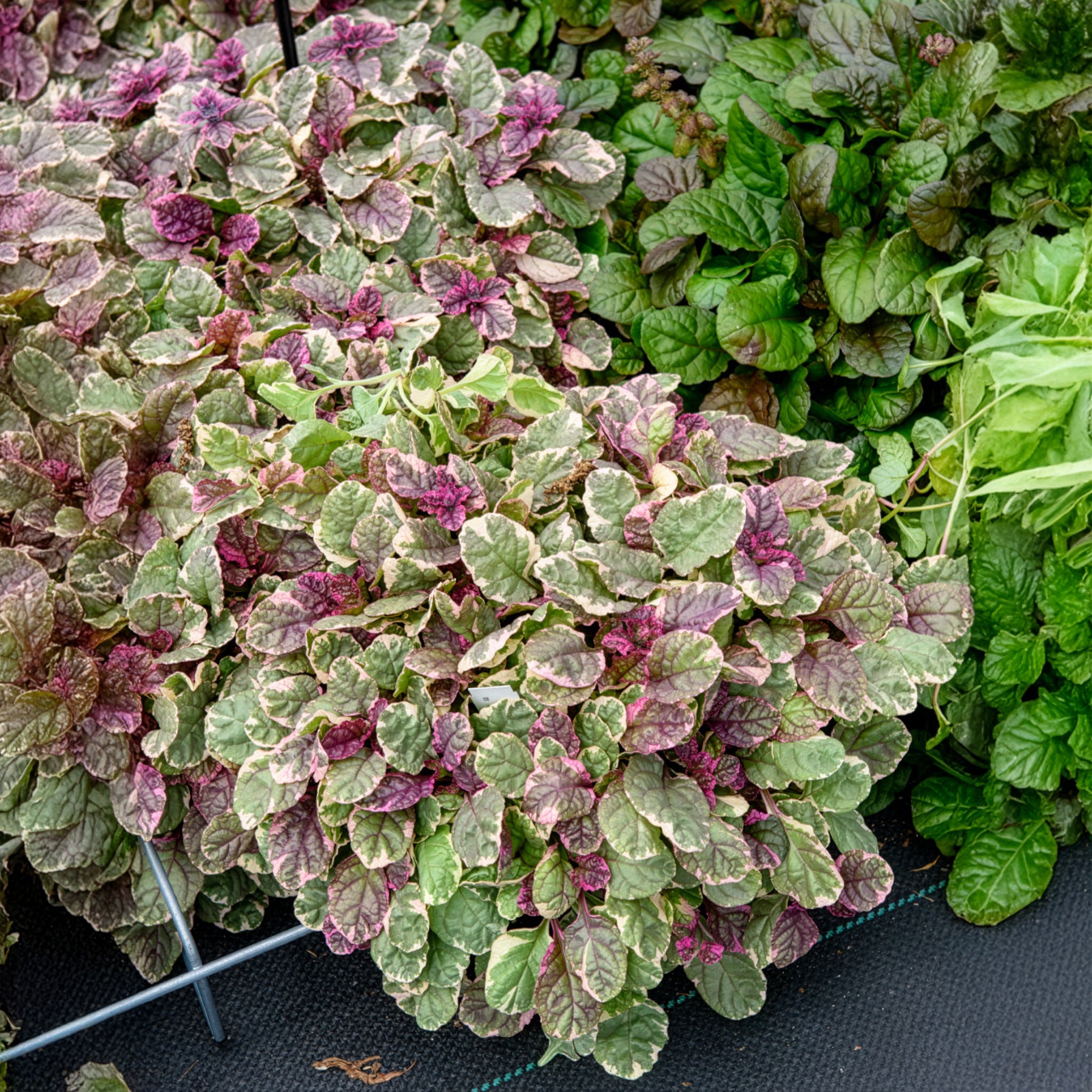 Bakker Bugle rampante Burgundy Glow couvre-sol pot 9cm