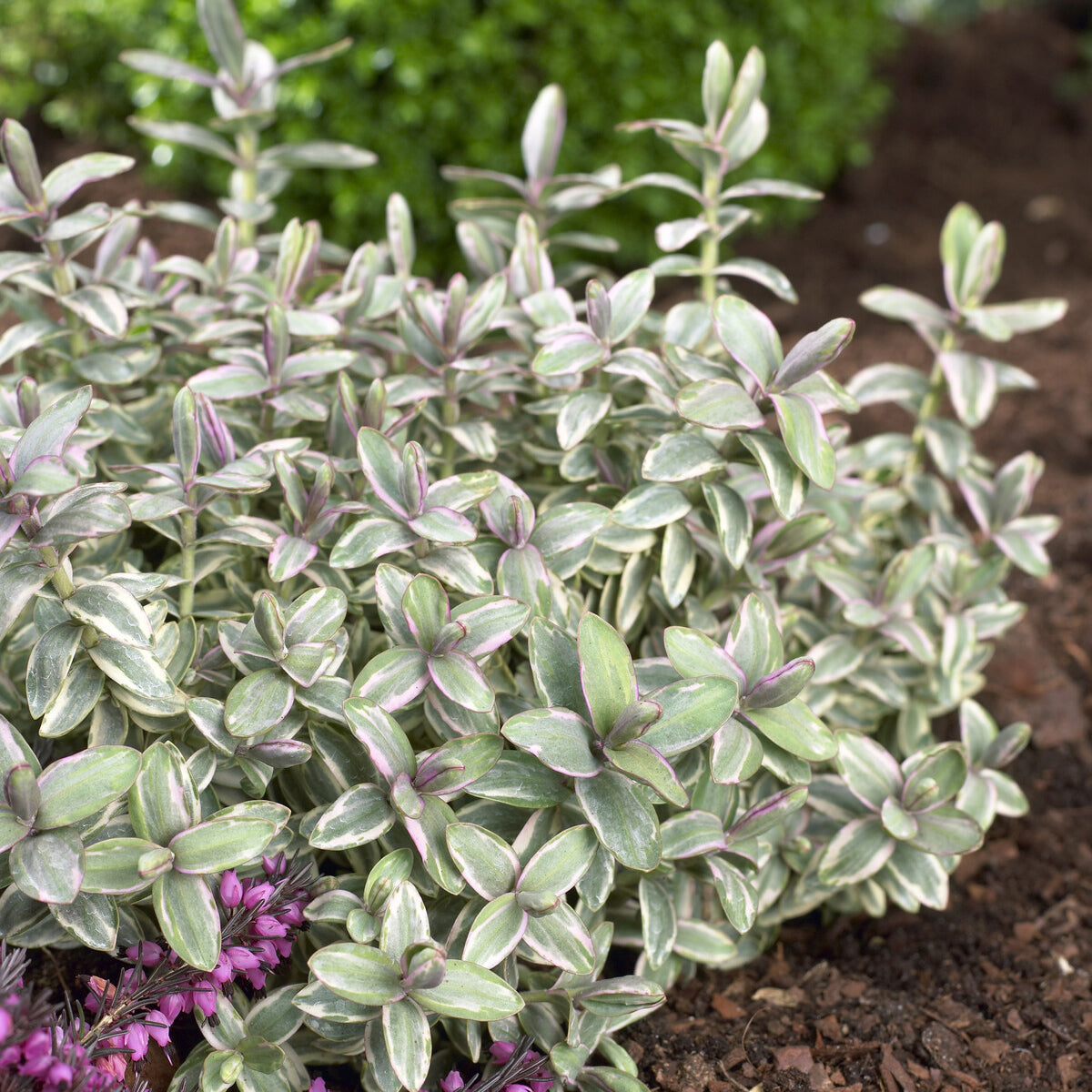 Bakker Hebe Silver Dollar véronique pot Ø 9cm blanc