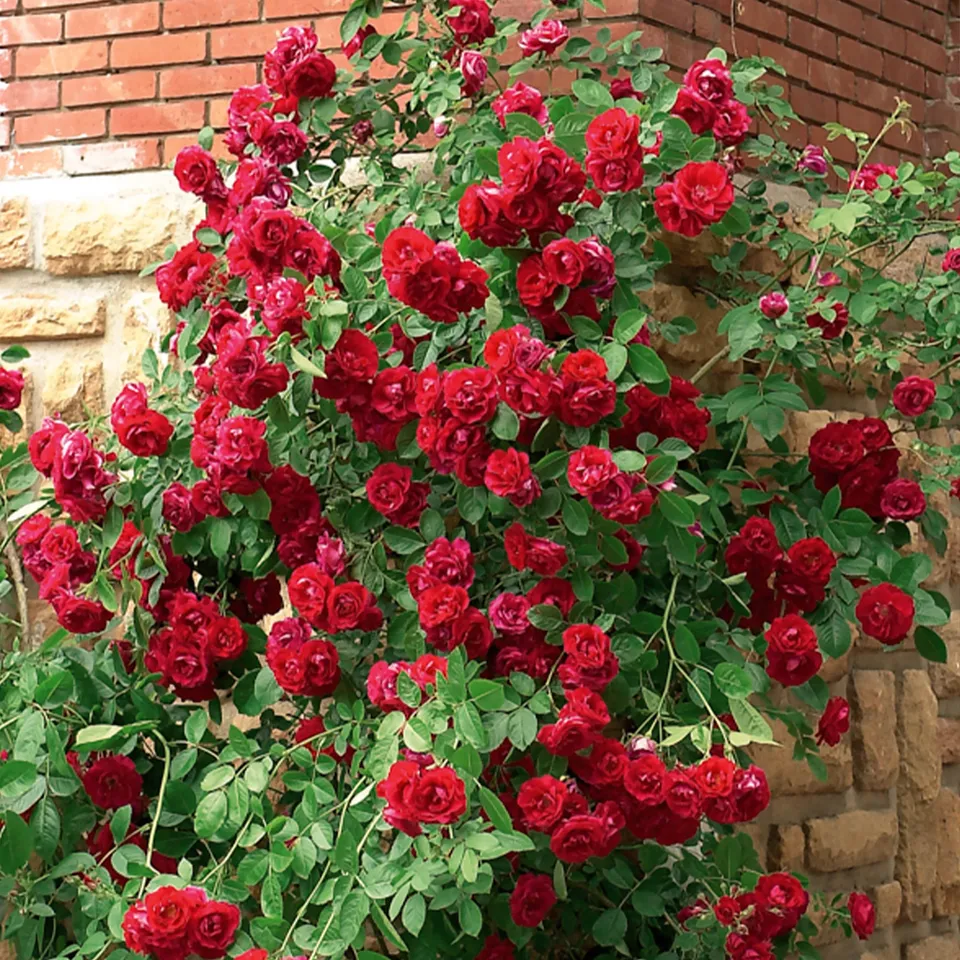 Bakker Rosiers grimpant rouge racine nue 2 branches
