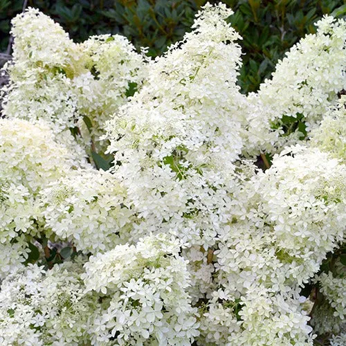 Bakker Dentelle de Gorron hortensia paniculé pot 3 L