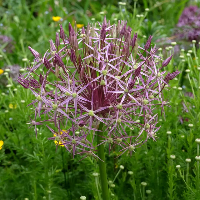 Bakker Bulbes à fleurs Allium Christophii bulbes 10 bulbes violet