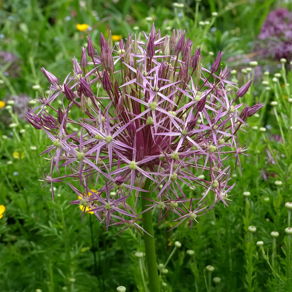 Bakker Bulbes à fleurs Allium Christophii bulbes 10 bulbes violet