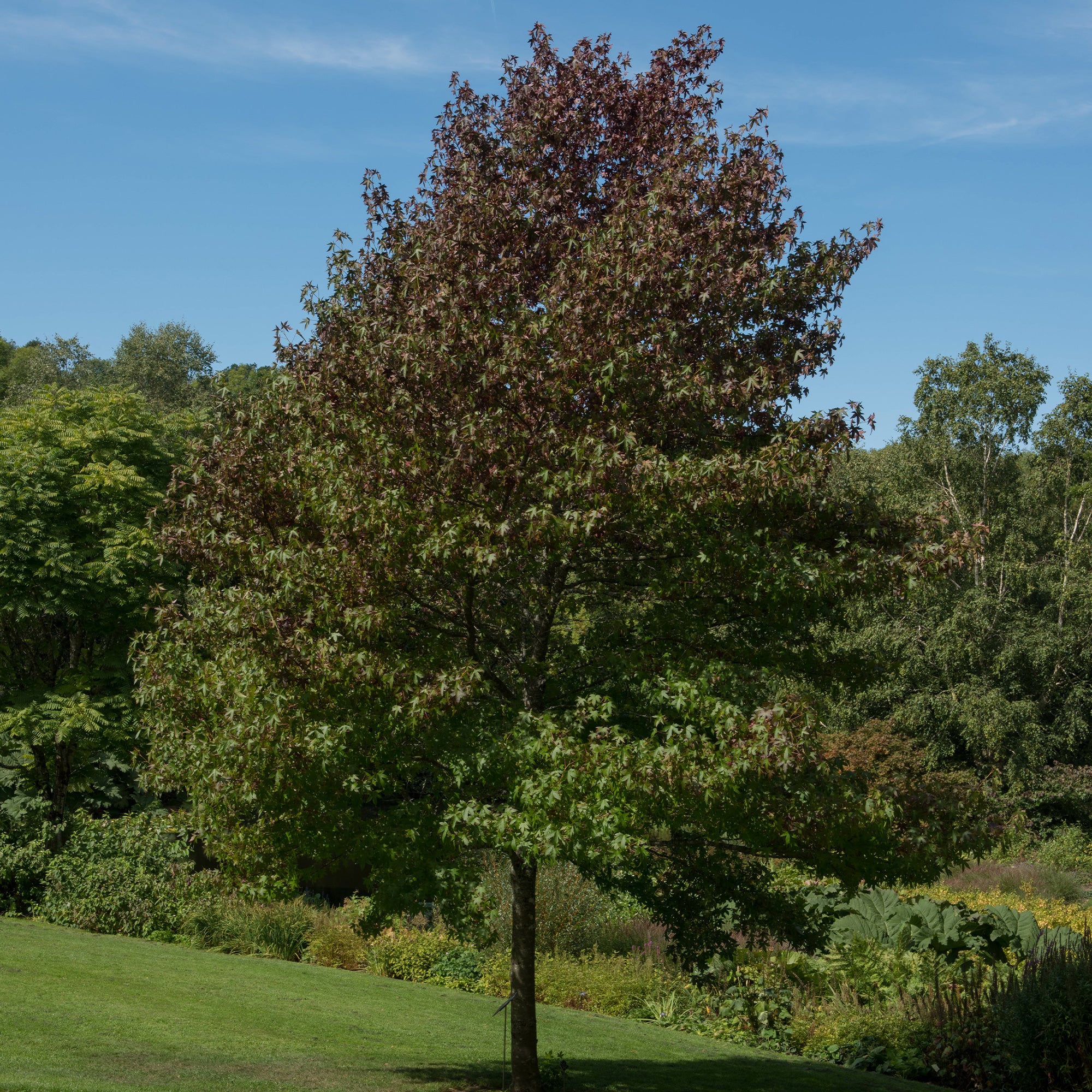 Bakker Copalme Worplesdon arbre pot 11 cm automne rouge