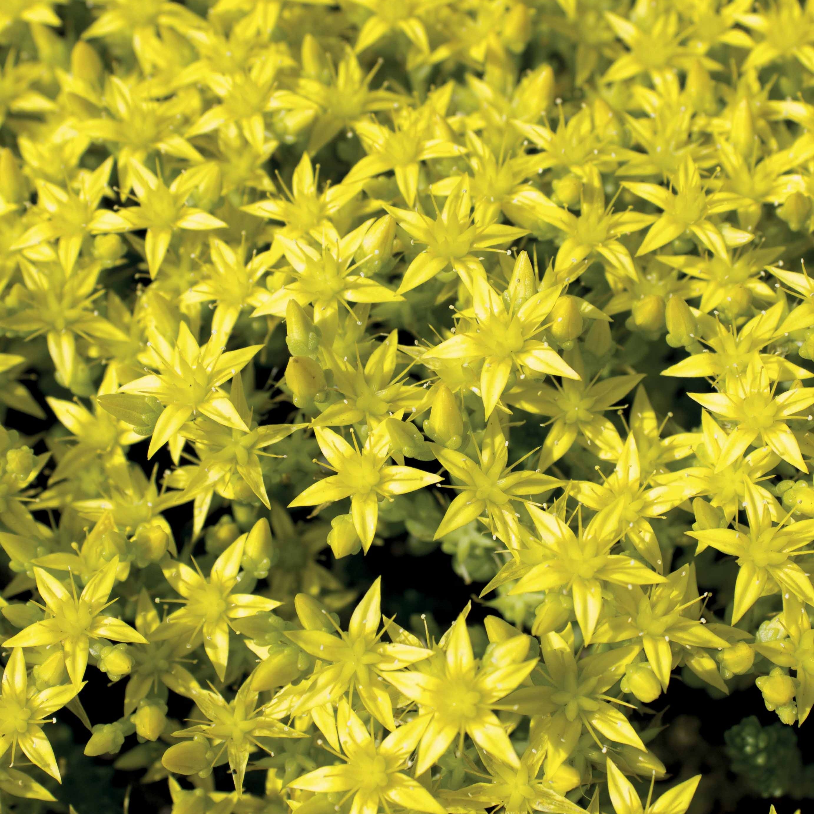 Bakker Sedum acre 2 pots 9cm couvre-sol jaune