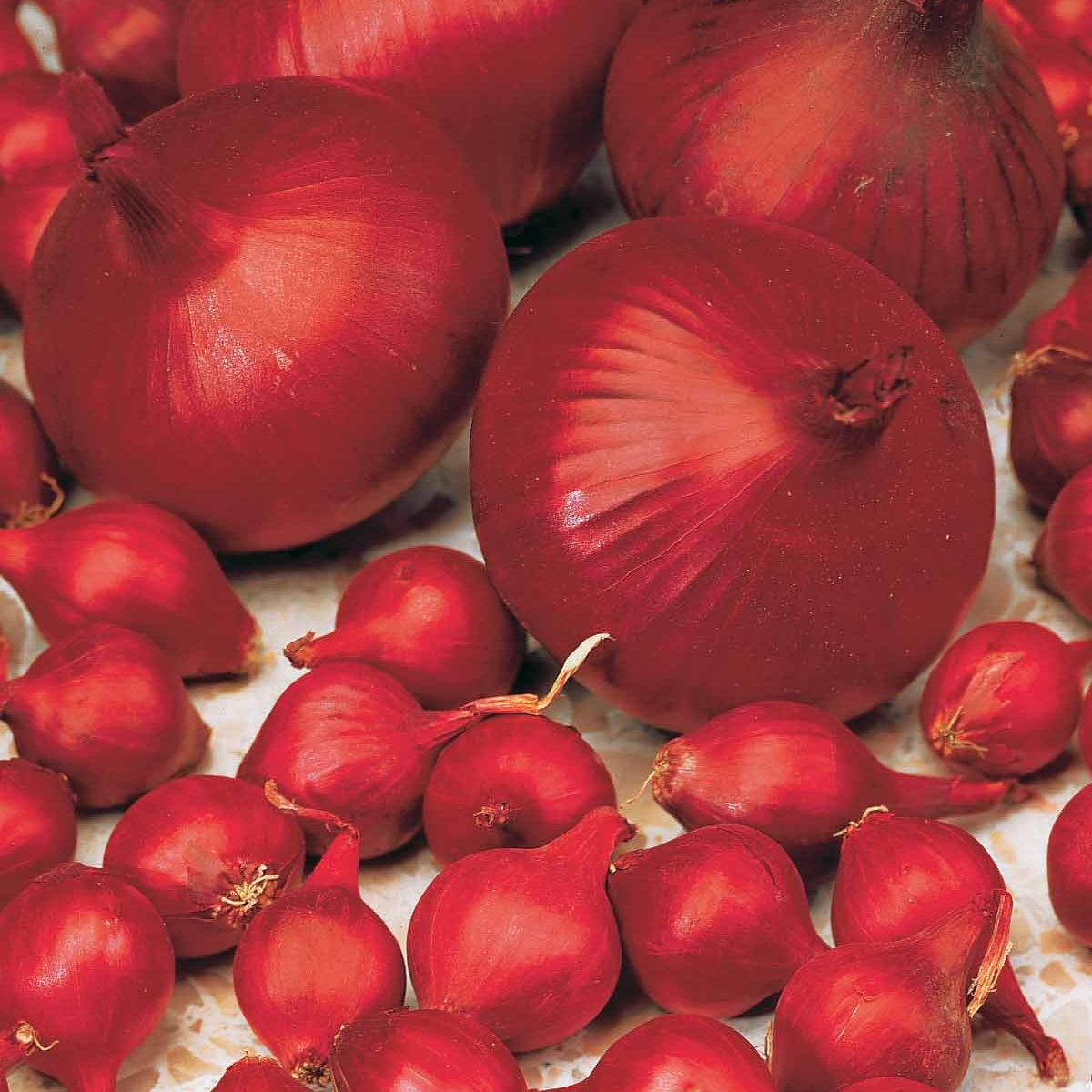 Bakker Oignon Brunswick rouge bulbes sachet 500g doux