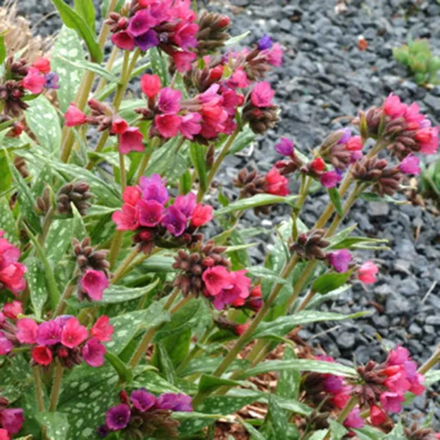 Bakker Pulmonaria Raspberry Splash vivace pot fleurs roses ombre