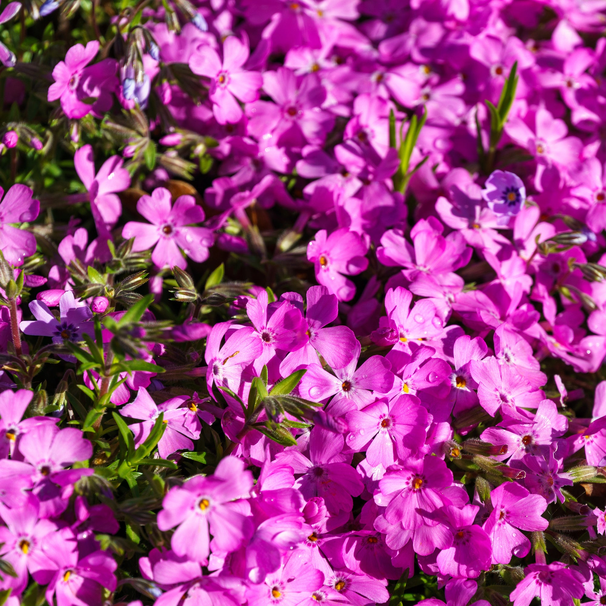 Bakker Phlox mousse McDaniel's Cushion vivace pot Ø 9 cm violet