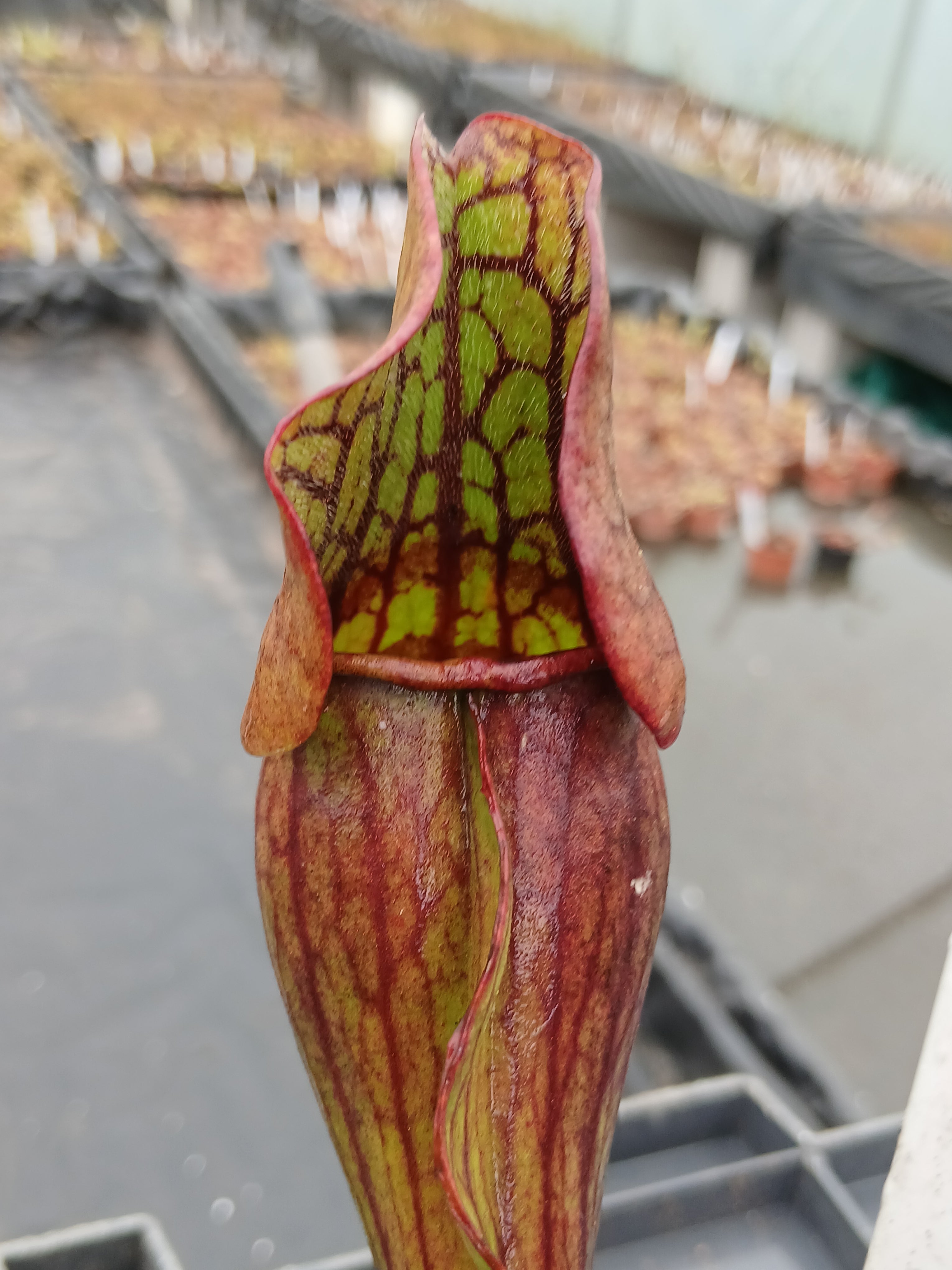 Carniflore Sarracenia purpurea ssp. purpurea plante carnivore 1 point